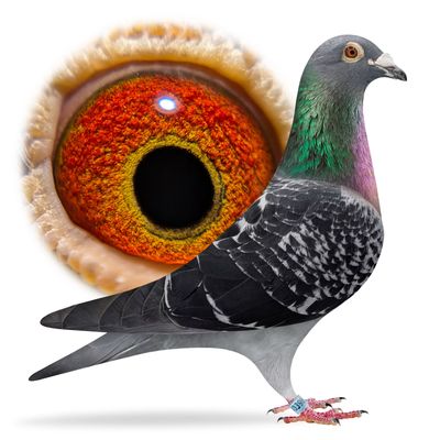 A colorful pigeon with a close-up of its vibrant eye in the background.