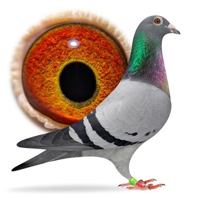 A close-up of a pigeon's eye with a full-body side view of the pigeon.