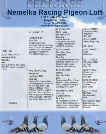 Advertisement for Nemelka Racing Pigeon Loft with pigeon pedigrees and contact details.