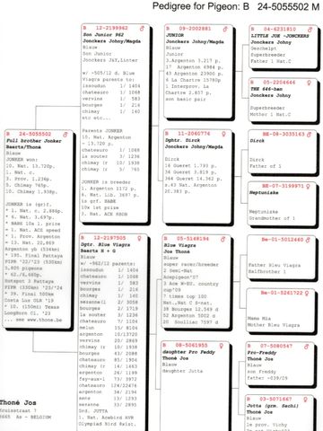 Pedigree chart showing lineage details of pigeon B 24-5055502 M.