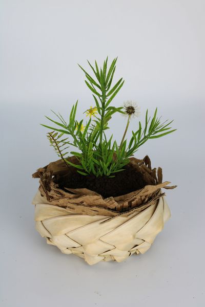 Green plant with small flowers in a woven pot.