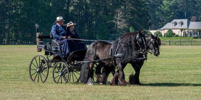 Two people in a horse-drawn carriage.