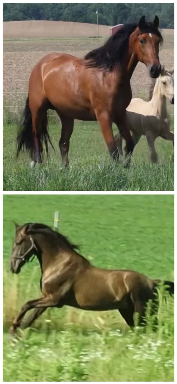 Two horses in grassy fields, one standing and one galloping.