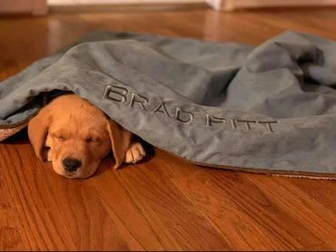 Fox Red Labrador Retriever puppy in Richmond Virginia Bon Air Kennels