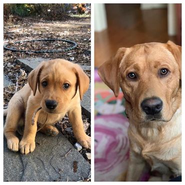 Yellow Labrador Retriever puppy in Richmond Virginia Bon Air Kennels