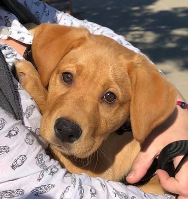 Yellow Labrador Retriever puppy in Richmond Virginia Bon Air Kennels