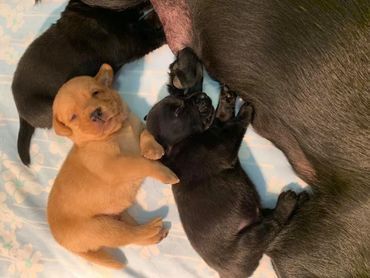 Black and Fox Red Labrador Retriever puppy in Richmond Virginia Bon Air Kennels
