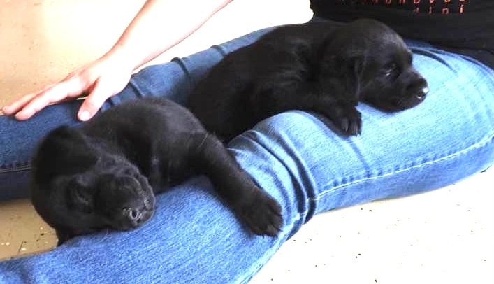 Bon Air Kennels Labrador Retriever Puppies Richmond Virginia Bon Air Kennels