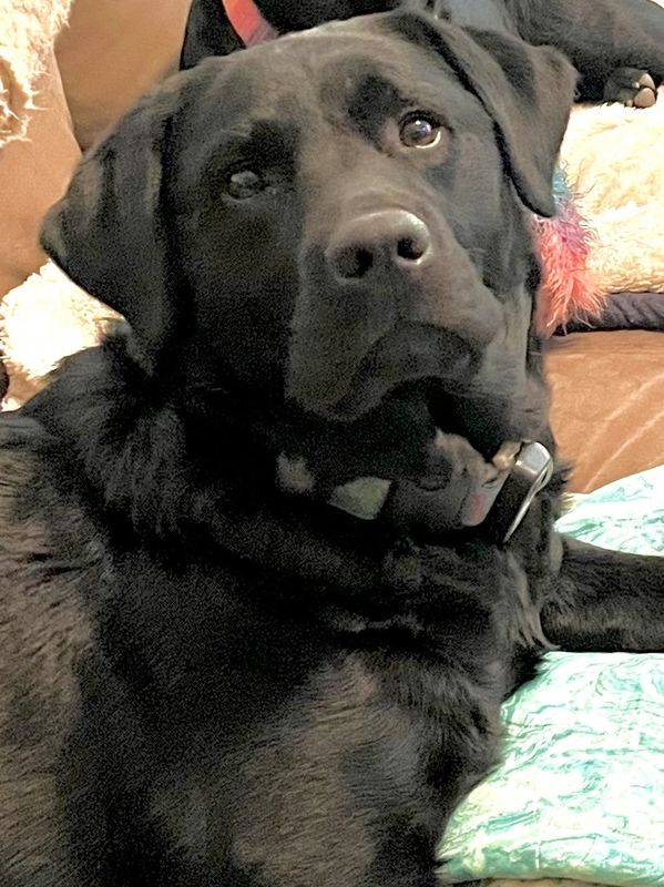 Black Labrador Retriever - A.J.