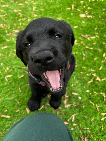 Black lab puppy Richmond VA