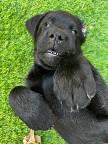 Black lab puppy playing in the grass Richmond Virginia