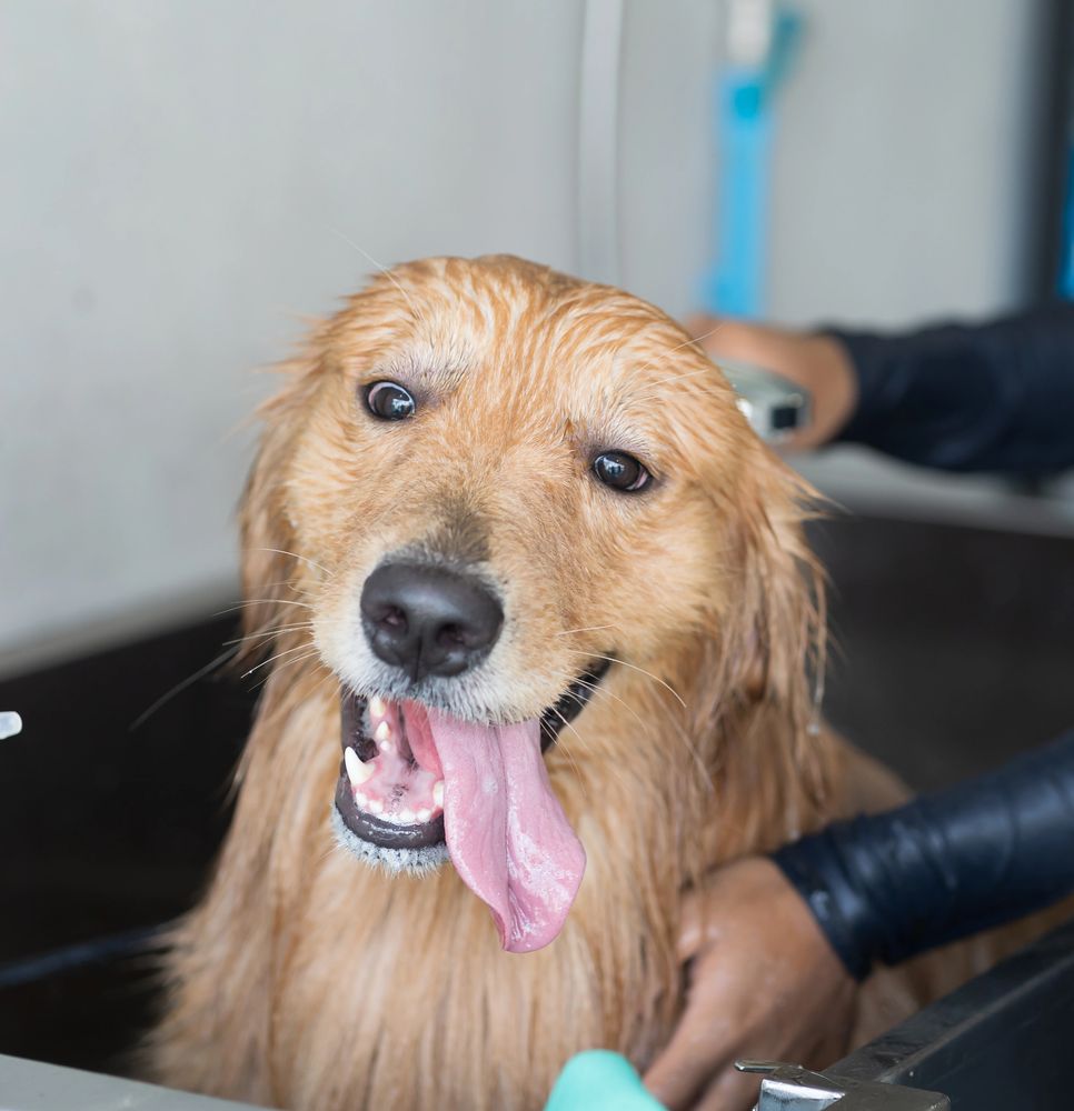 Happy golden retriever enjoying a bath with tongue out.
