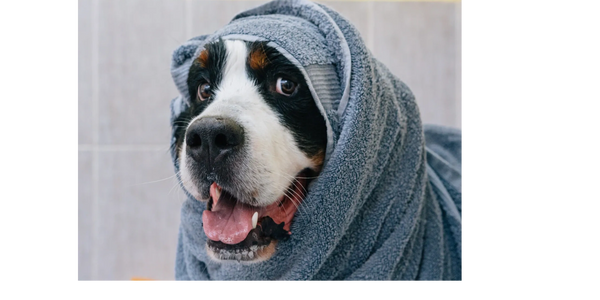 Happy dog wrapped in a cozy gray towel after a bath.