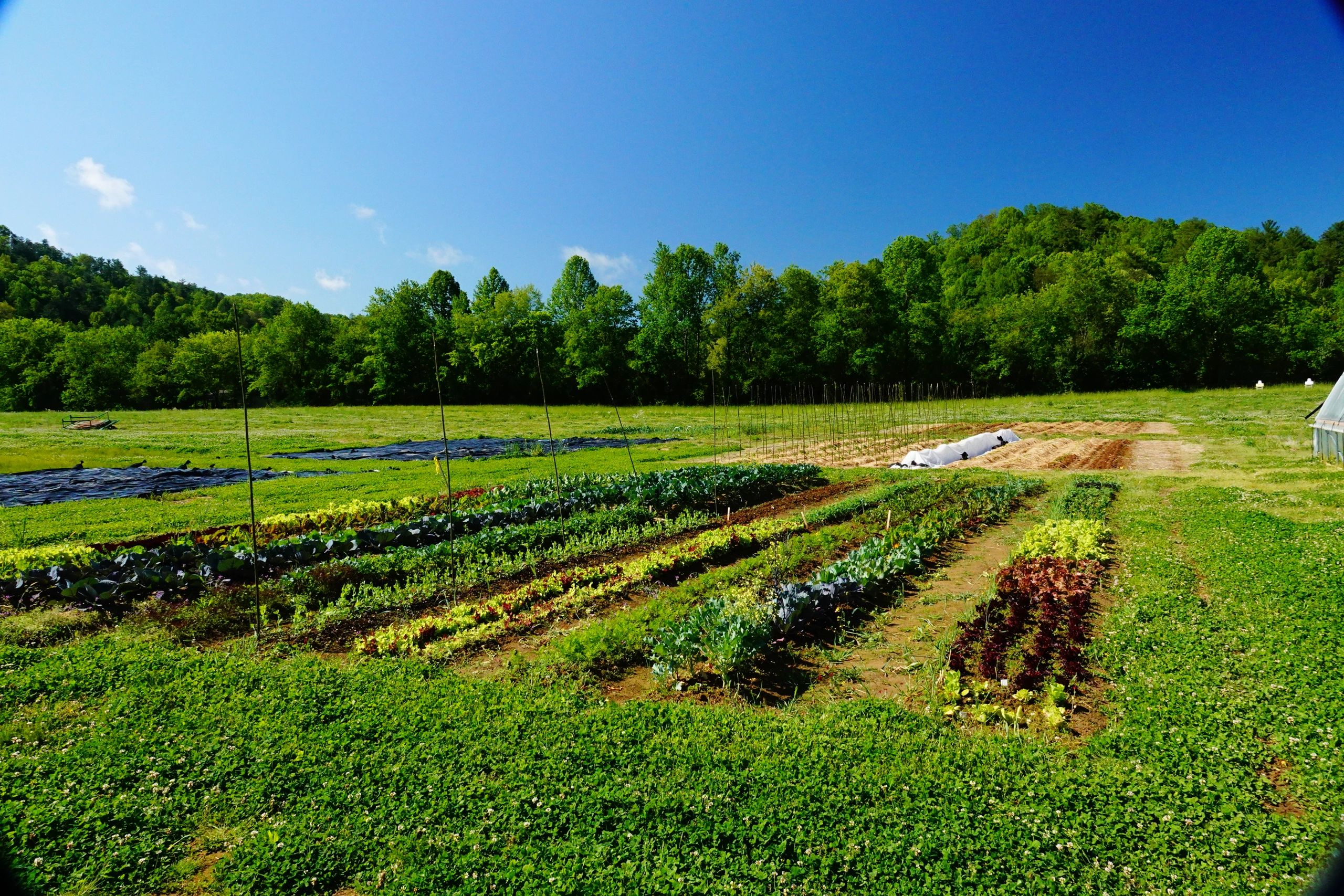 FOUR DAUGHTERS FARM WALLAND, TENNESSEE Vacation Rental, Farm