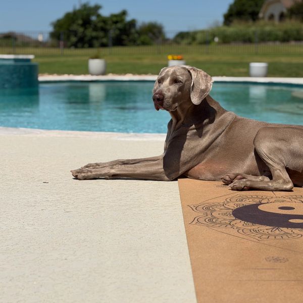 A dog relaxing by a pool on a sunny day.