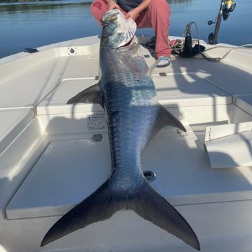 145 lbs Tarpon caught in san Juan, puerto Rico, Fish puerto rico