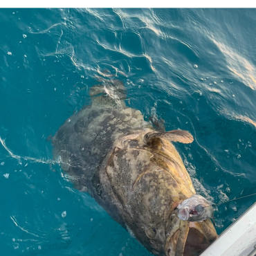 Got this Goliath Grouper right up to the boat!