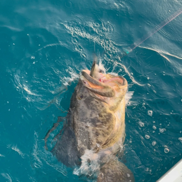Goliath Grouper catch of the day!