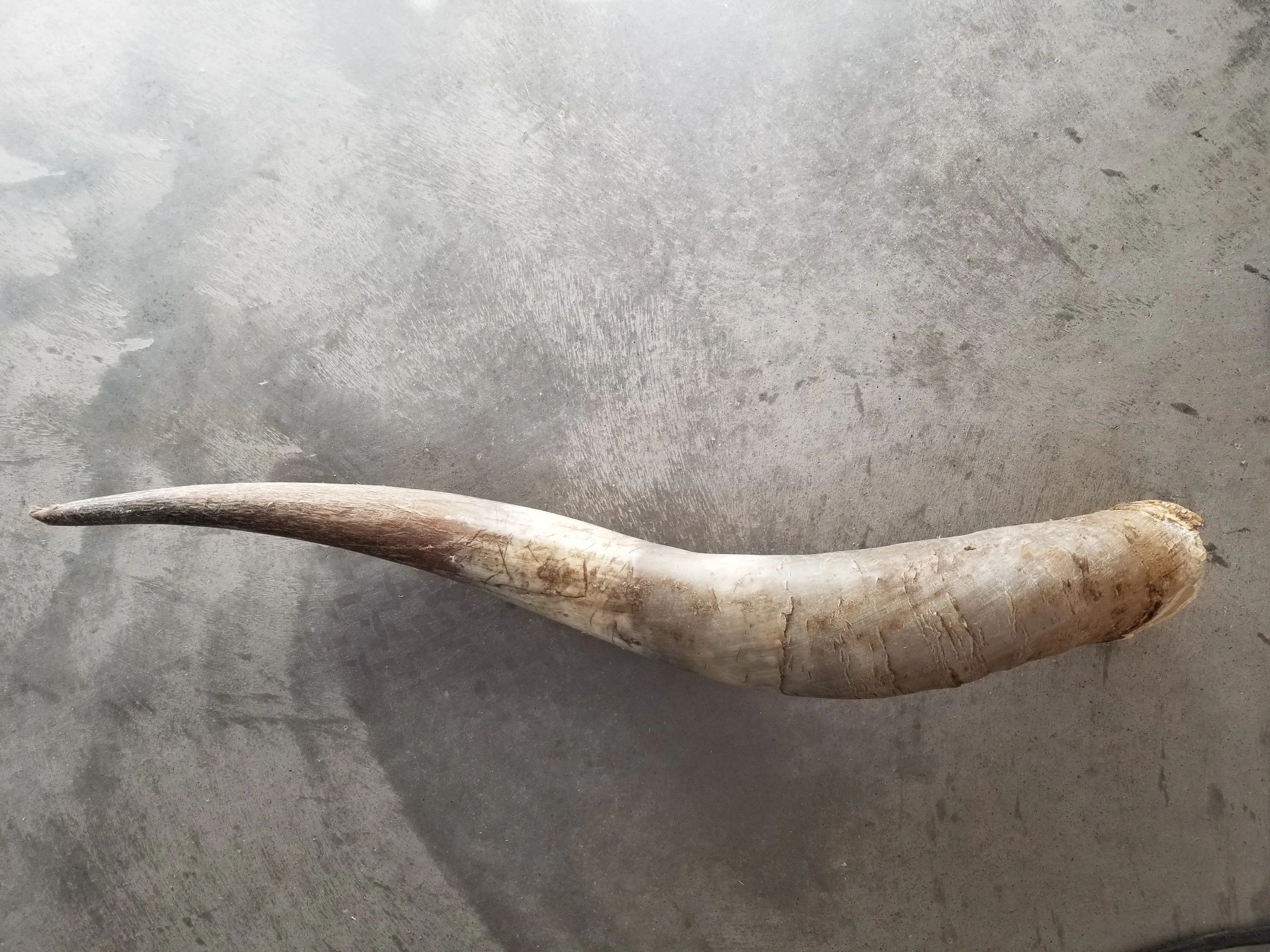 Raw Horn