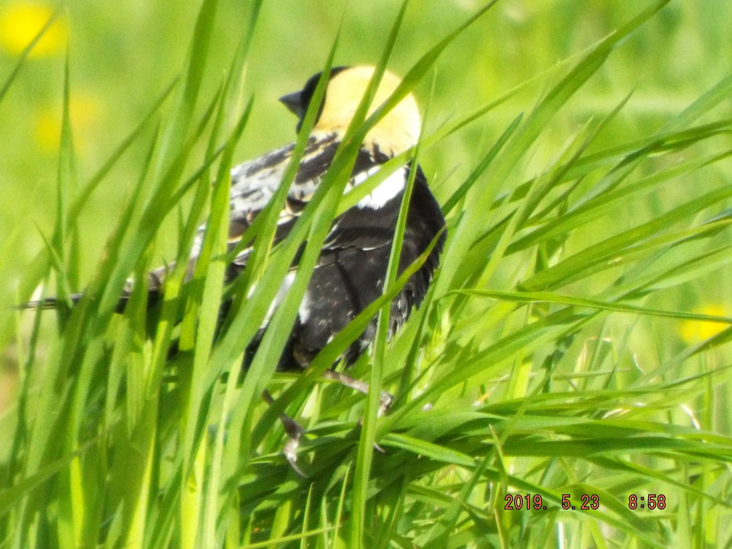 building-a-bird-sanctuary