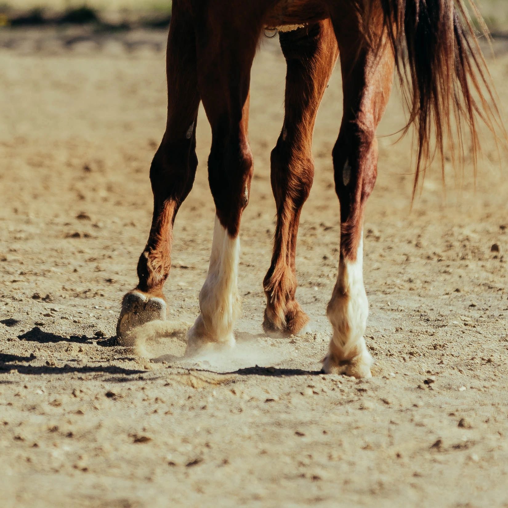 Horse Boarding, Riding Lessons Bristol Equestrian Center