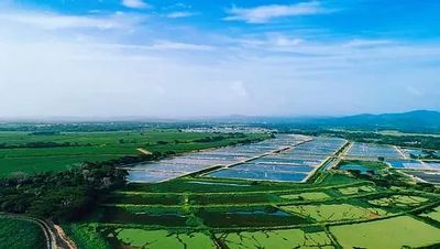 https://www.tilapia.com/

Where our wonderful Tilapia is sourced 
