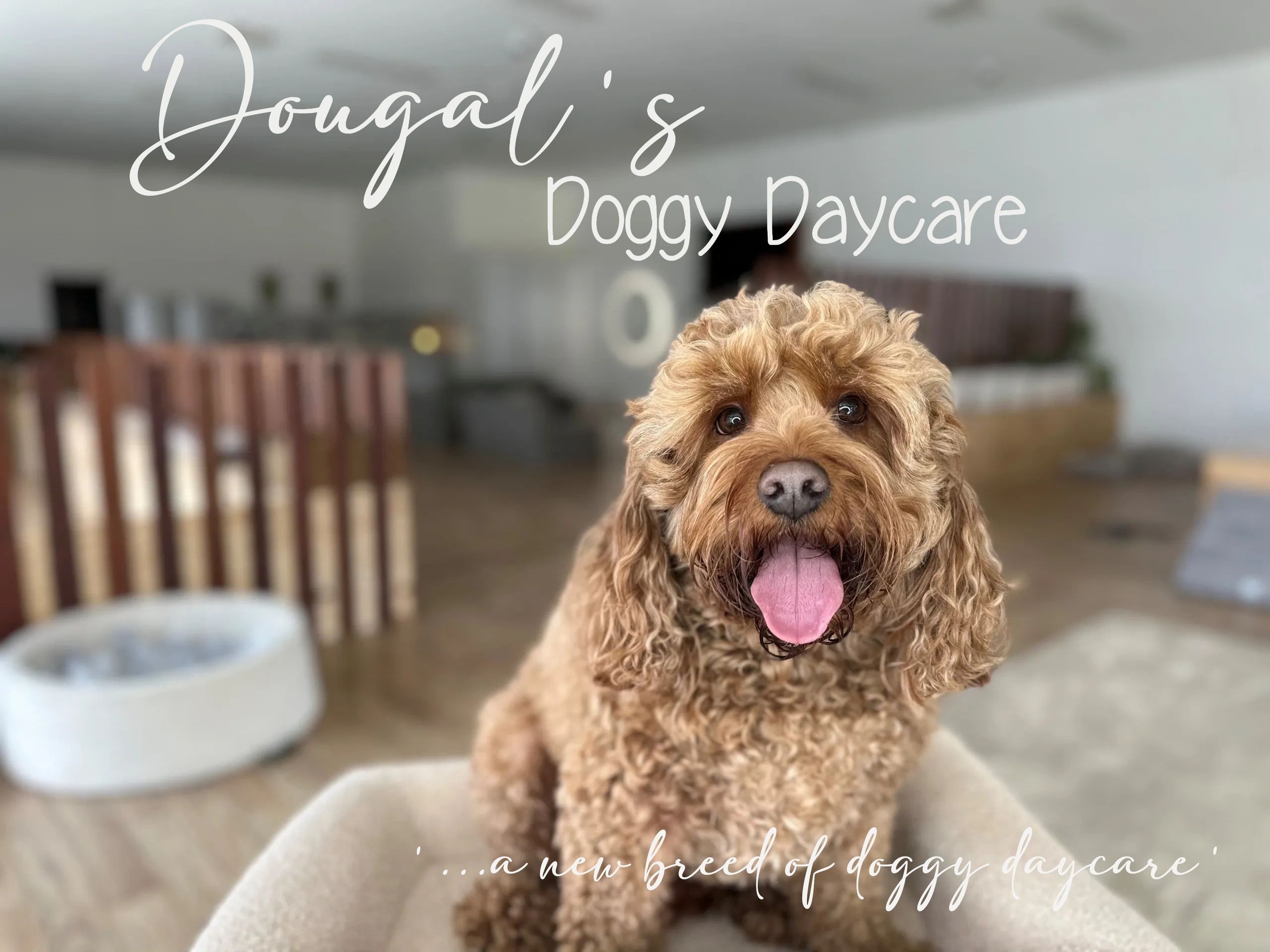 Dougal's Doggy Daycare