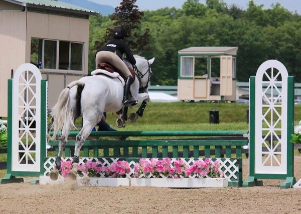 horse leased for horse show riding near me in westchester new york 