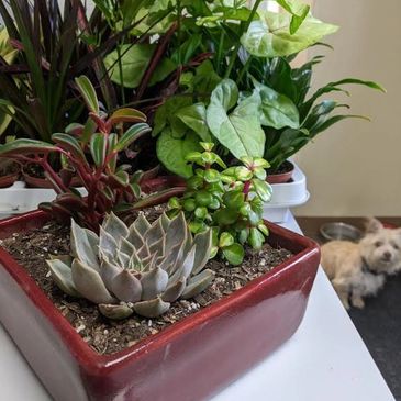 A red planter with various succulents and greenery, a dog resting in the background.