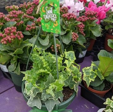 Potted ivy plant with a Saint Patrick's Day sign among other flowering plants.
