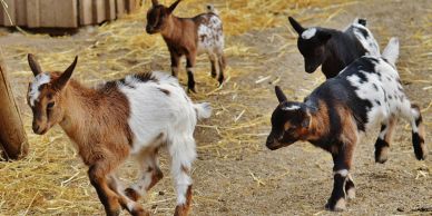 Four playful baby goats on a farm.