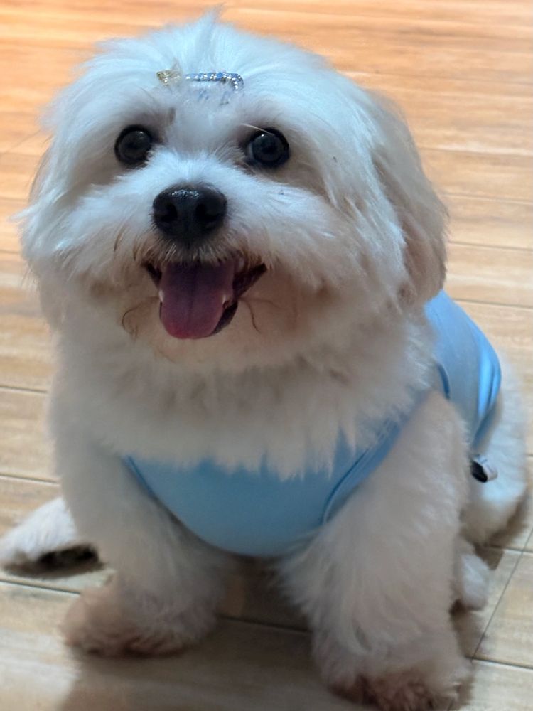 Happy fluffy white dog wearing a blue outfit and hair clip. The original Komodo Dragon, baby dog.