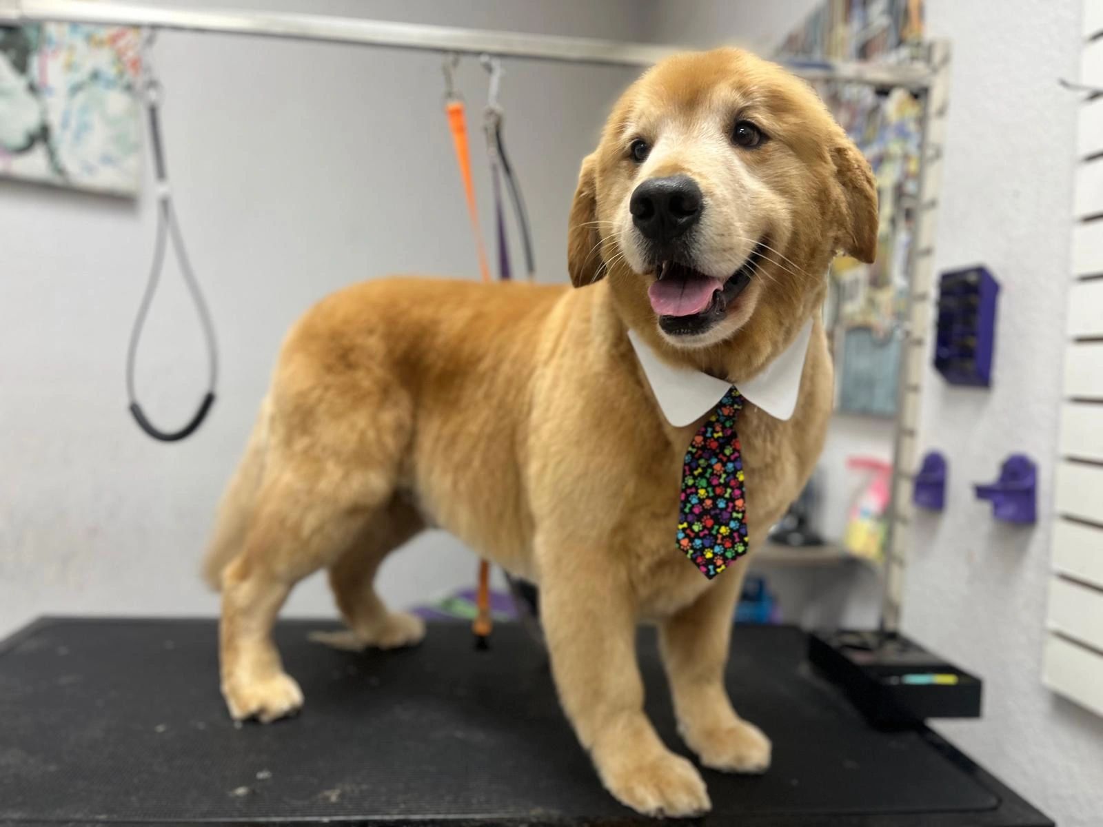 Perro con corbata de patas de colores.