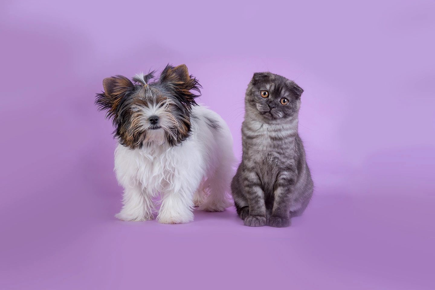 Palace Pet Grooming and Boutique