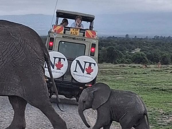 Baby elephant in Kenya