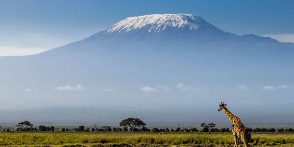Mount Kilimanjaro with a giraffe during a group safari from Canada 