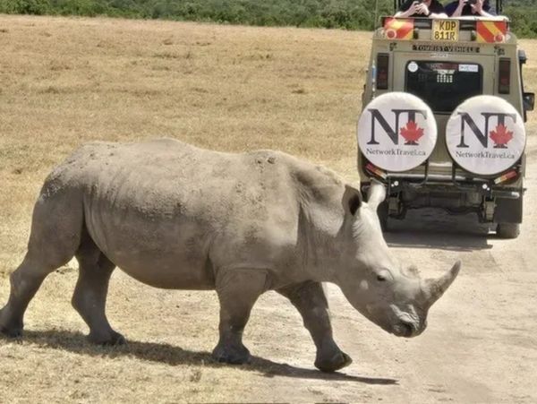 Rhino in Kenya