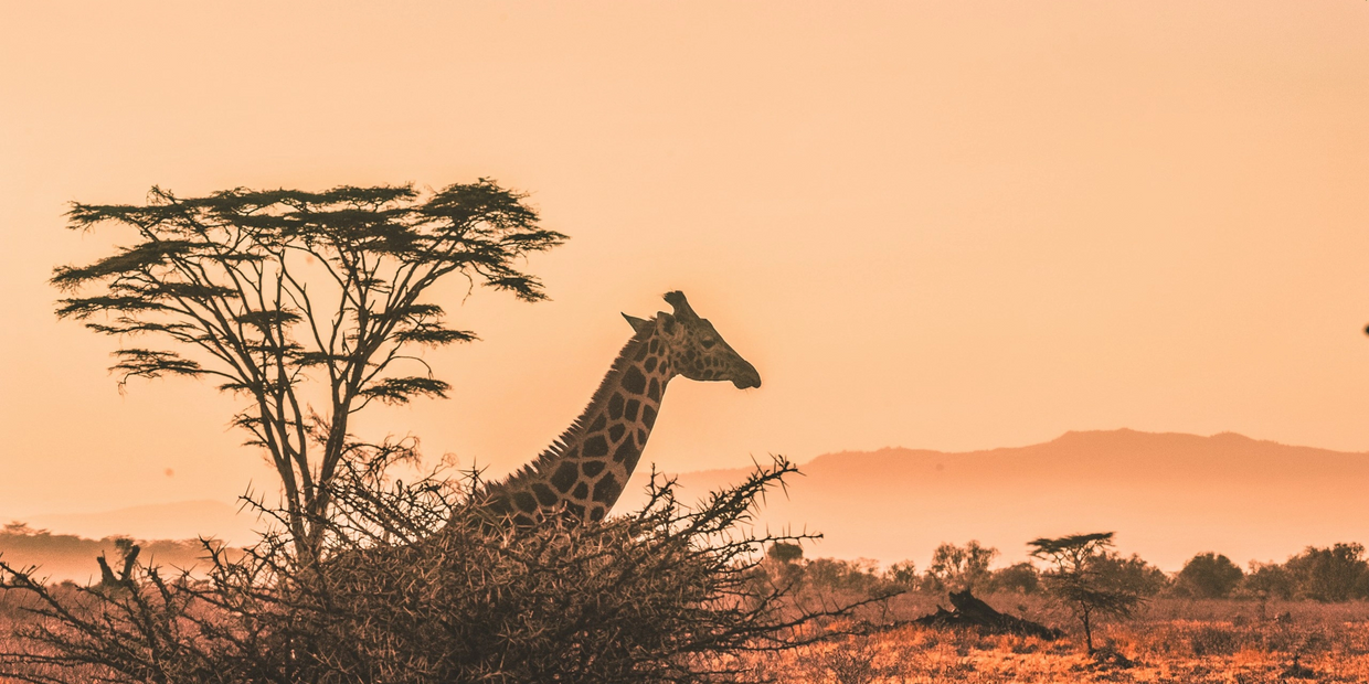 Giraffe on a Kenya Safari with Network Travel from Canada