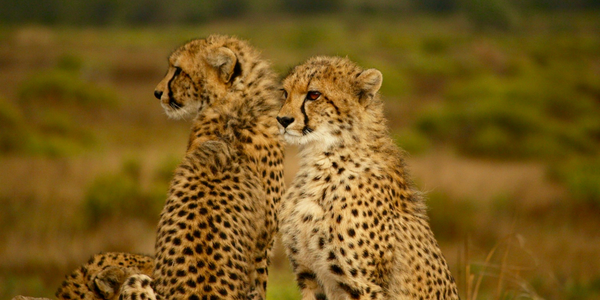 Table Mountain South Africa with a group from Canada