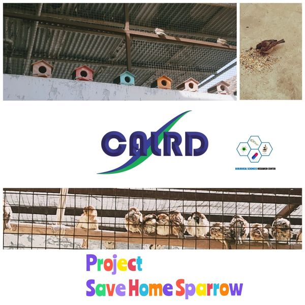 South Punjab (Multan Project)
Save Home Sparrow 