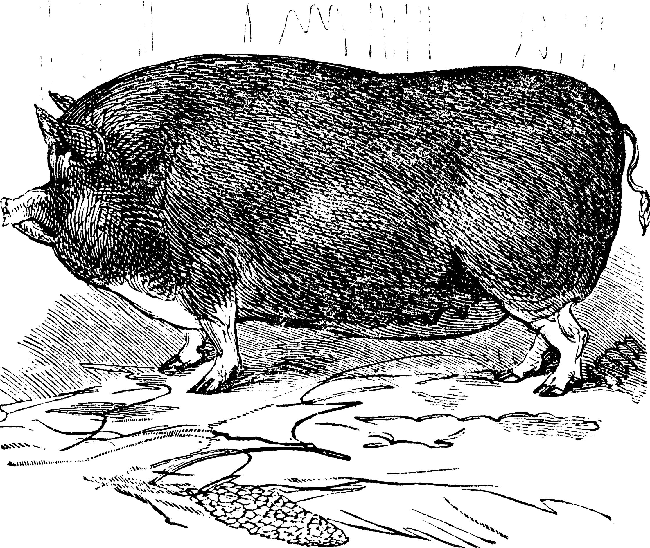 berkshire boar napoleon