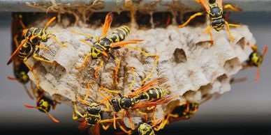 Yellow and black wasps building and guarding their nest.
