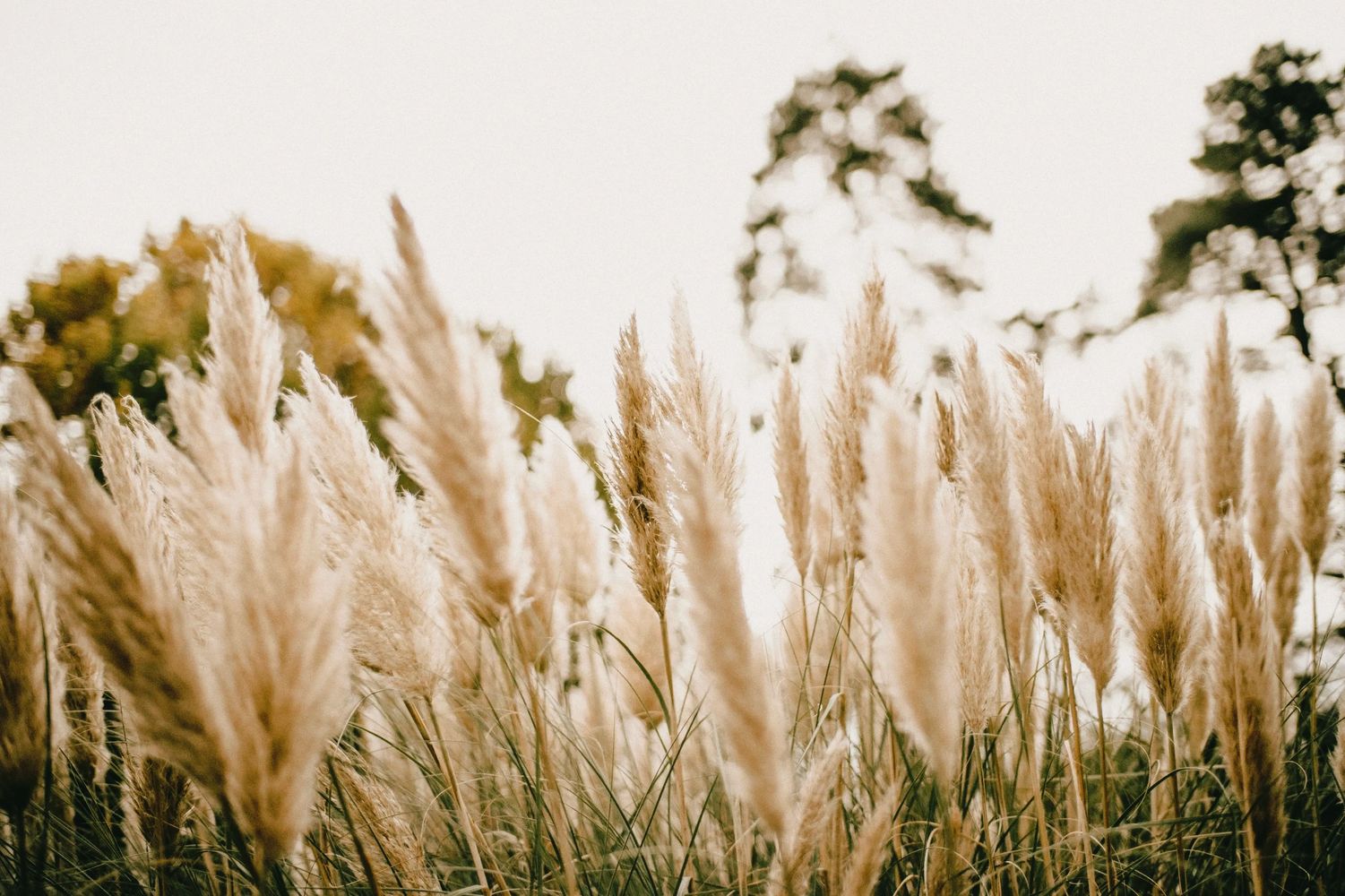 Golden pampas grass swaying gently in natural light with blurred trees in the background.