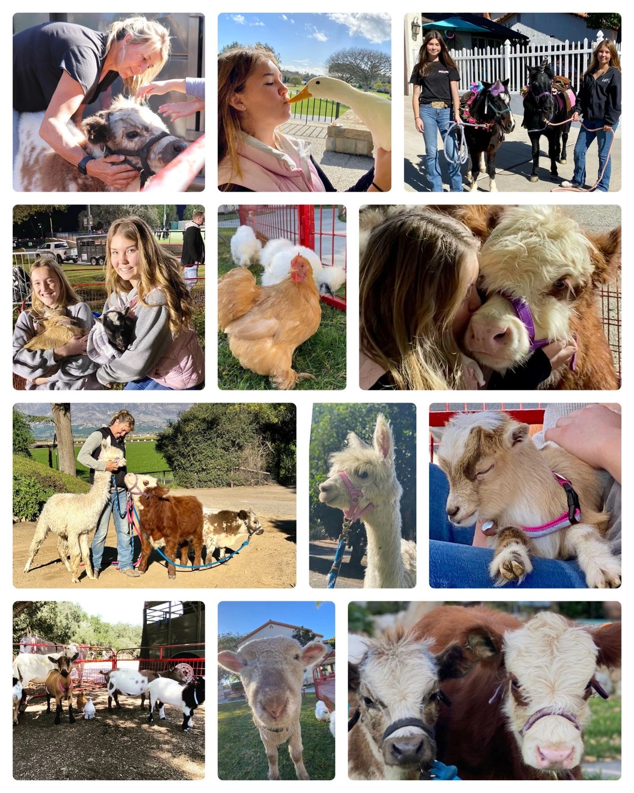 Animal Info - Tawni's Ponies & Animal World Petting Zoo