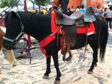 A black horse with a saddle
