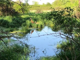 The spring area on our farm