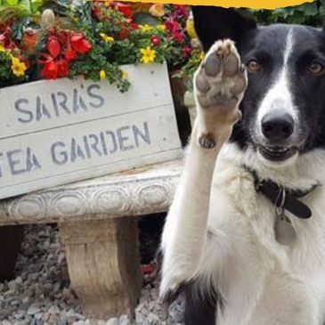 saras tea garden leigh on sea dog friendly cafe