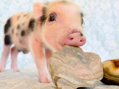 Cute piglet nibbling on a rock.