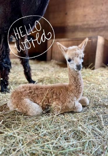 baby alpaca