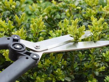 Hedge trimming and maintenance